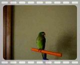 Half Moon Conure Henry's early 'Hello'
